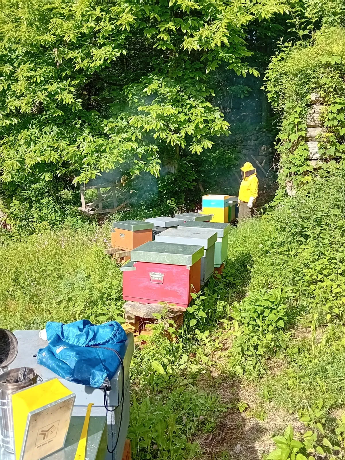 Visita in apiario con picnic e degustazione di miele ai piedi del Monte Rosa
