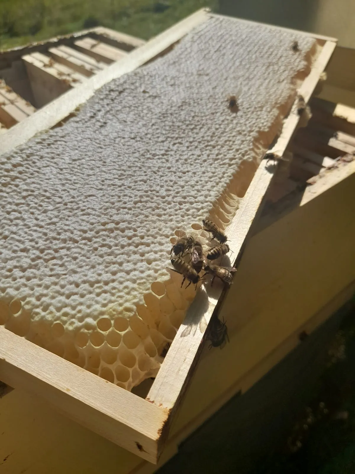 Visita in apiario con picnic e degustazione di miele ai piedi del Monte Rosa