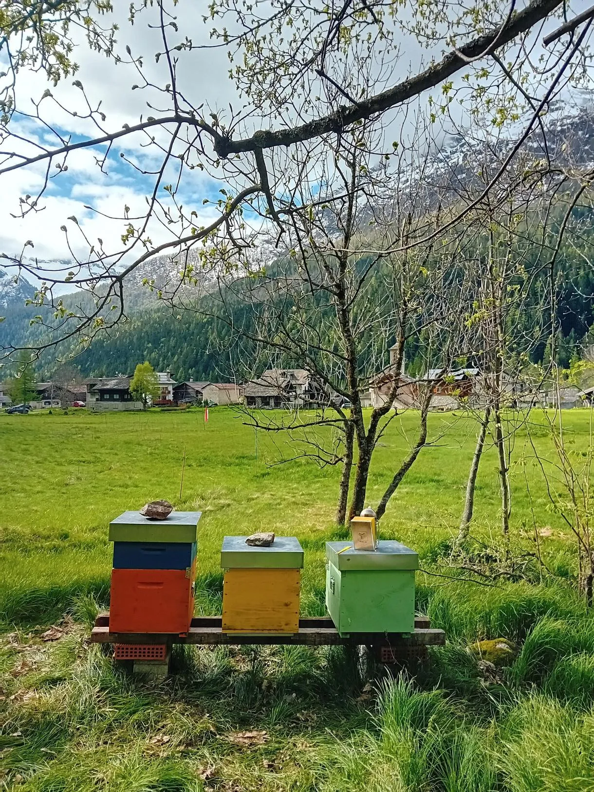 Visita in apiario con picnic e degustazione di miele ai piedi del Monte Rosa