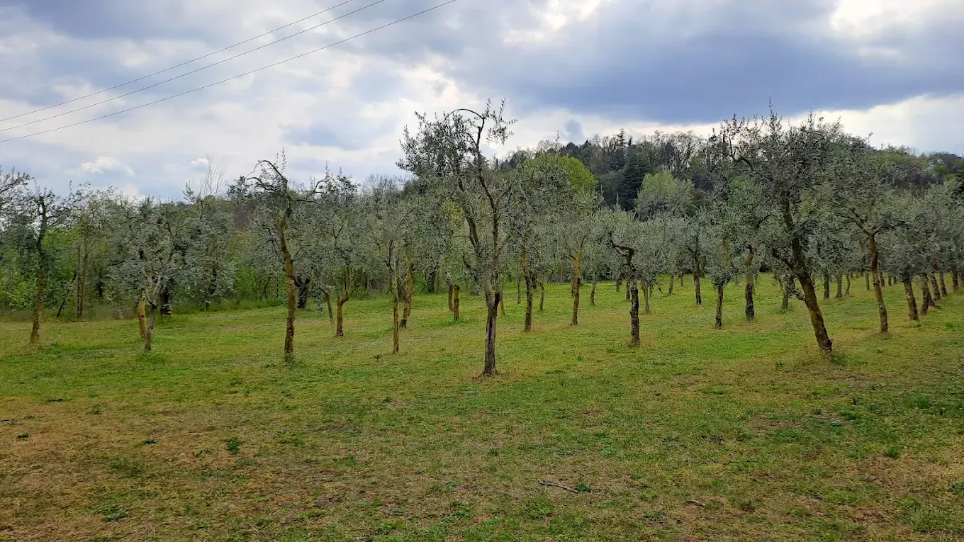 Visita al Frantoio con degustazione di Olio e pranzo al Lago di Garda