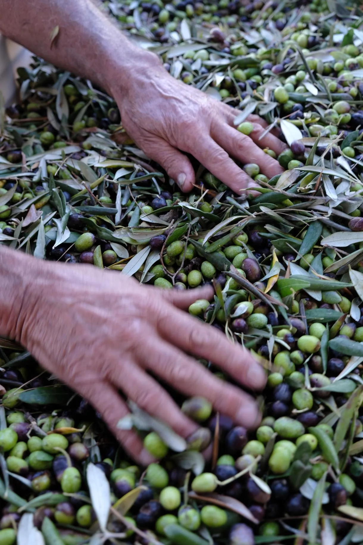 Degustazione di olio con visita al Frantoio a Capalbio