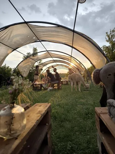 Alpaca & Knitting Experience