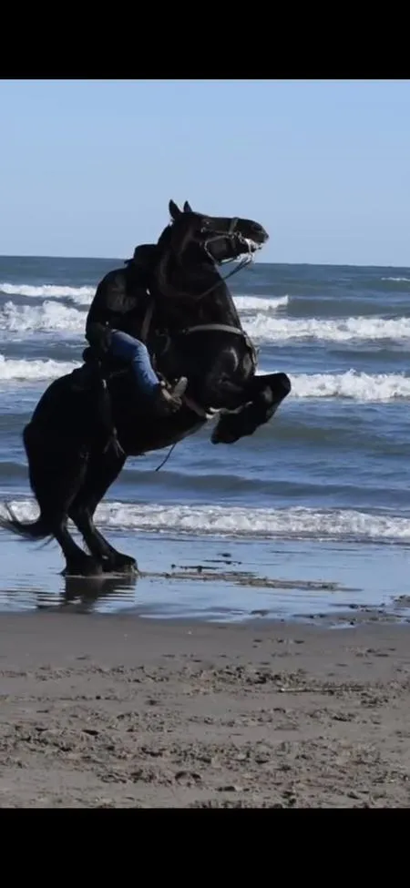 Passeggiata a cavallo in riva al mare a Chioggia