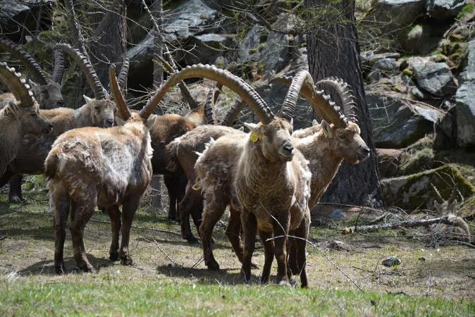 Safari alpino nel Parco Nazionale del Gran Paradiso con notte in baita