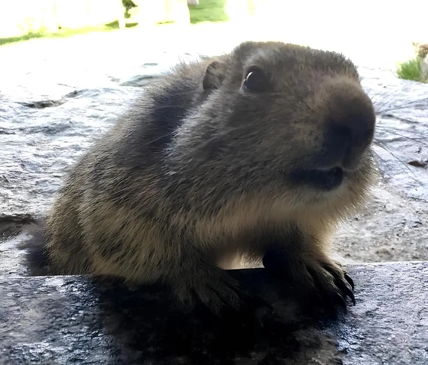Safari alpino nel Parco Nazionale del Gran Paradiso con notte in baita