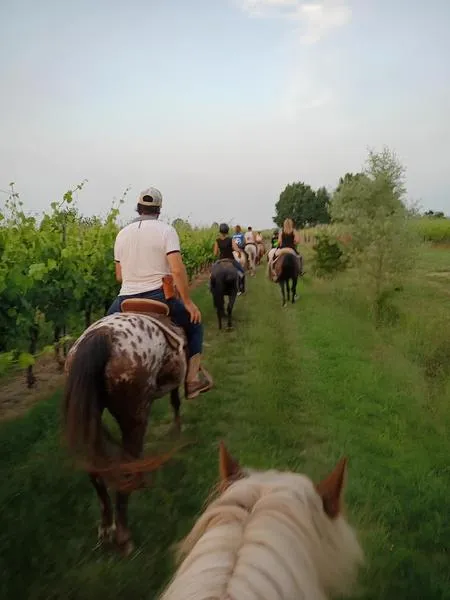 Horseback riding among the vineyards near Desenzano del Garda