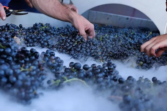 Wine tasting and visit to Terre del Marchesato winery in Bolgheri