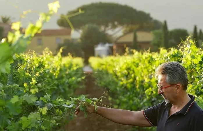 Degustazione vini e visita alla cantina Terre del Marchesato a Bolgheri