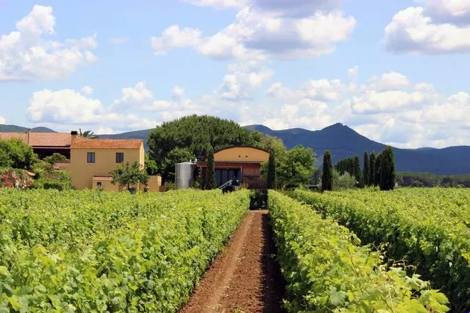 Degustazione vini e visita alla cantina Terre del Marchesato a Bolgheri