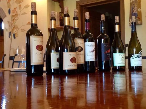 Degustazione vini e visita alla cantina Terre del Marchesato a Bolgheri