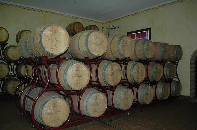 Wine tasting and visit to Terre del Marchesato winery in Bolgheri