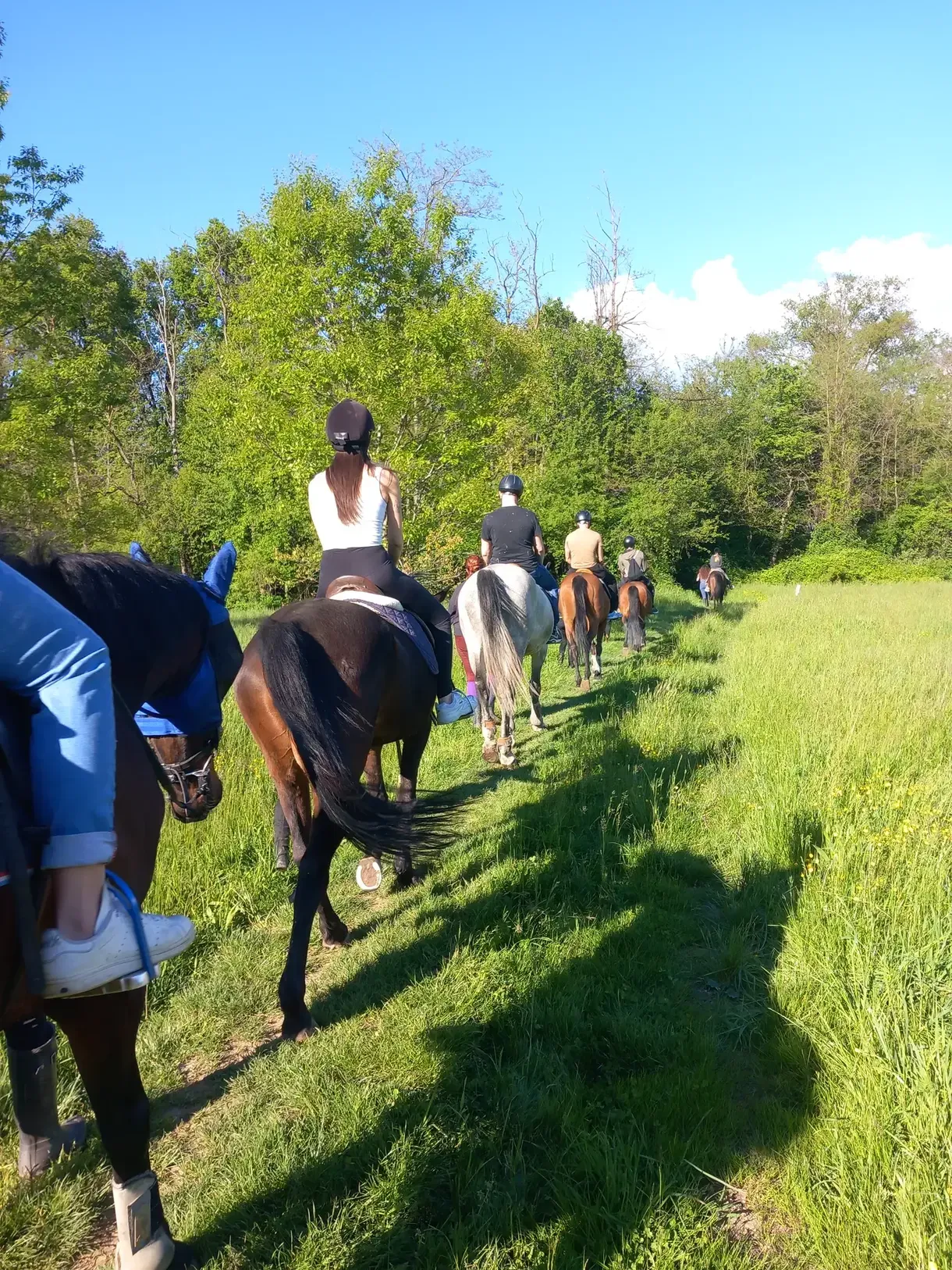 Passeggiata a cavallo con pranzo a Fagnano Olona