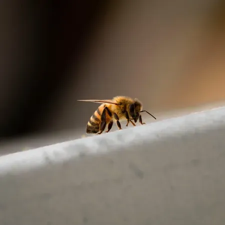 Apicoltore per un giorno in Valtellina a Chiuro