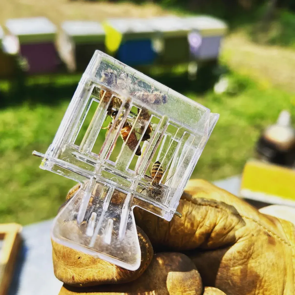 Apicoltore per un giorno in Valtellina a Chiuro