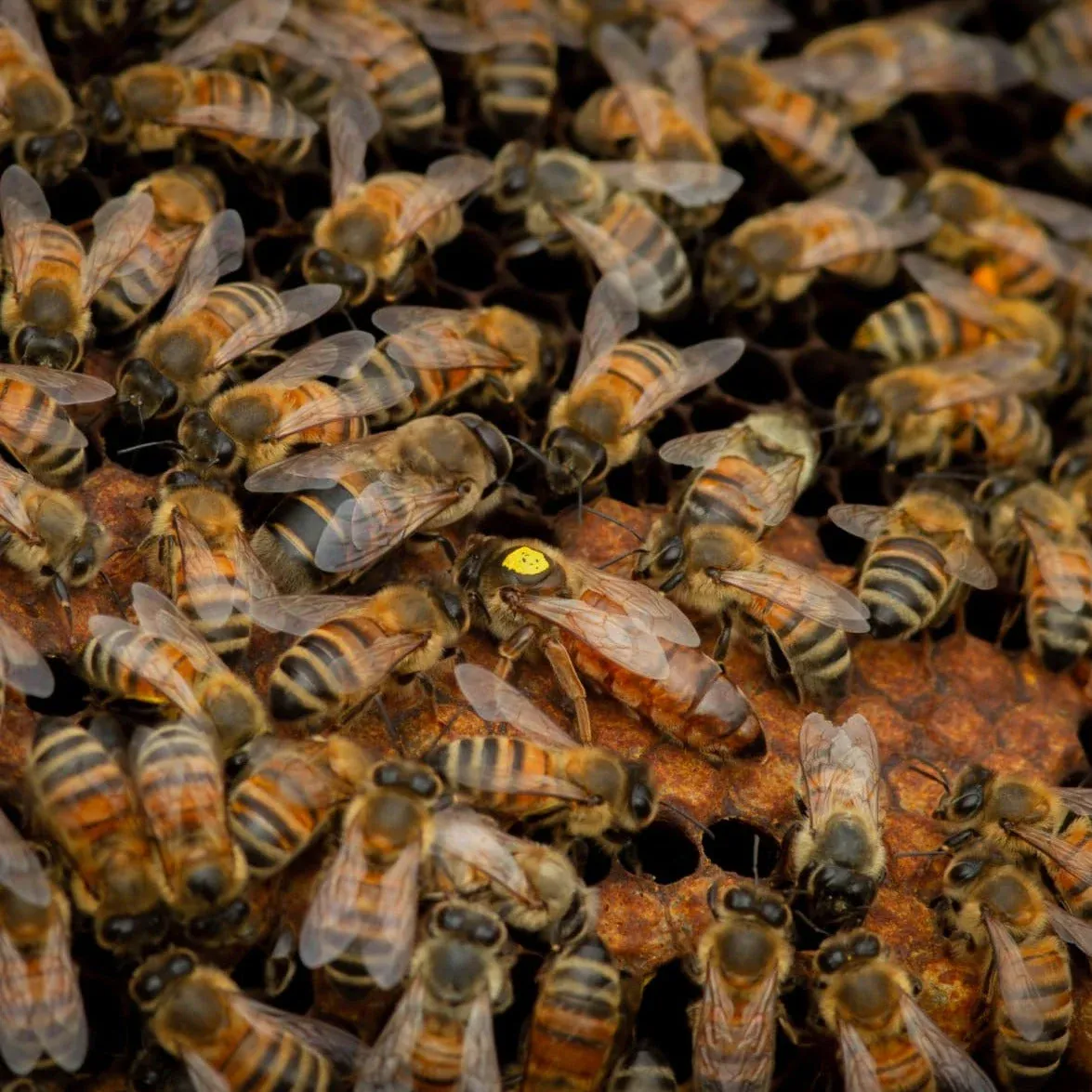 Apicoltore per un giorno in Valtellina a Chiuro