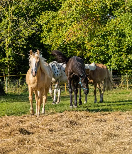 Passeggiata a cavallo nel Parco della Bessa vicino Biella
