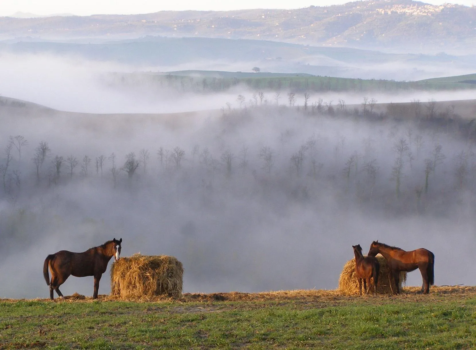 Passeggiata a cavallo tra le Crete Senesi da Pieve a Salti