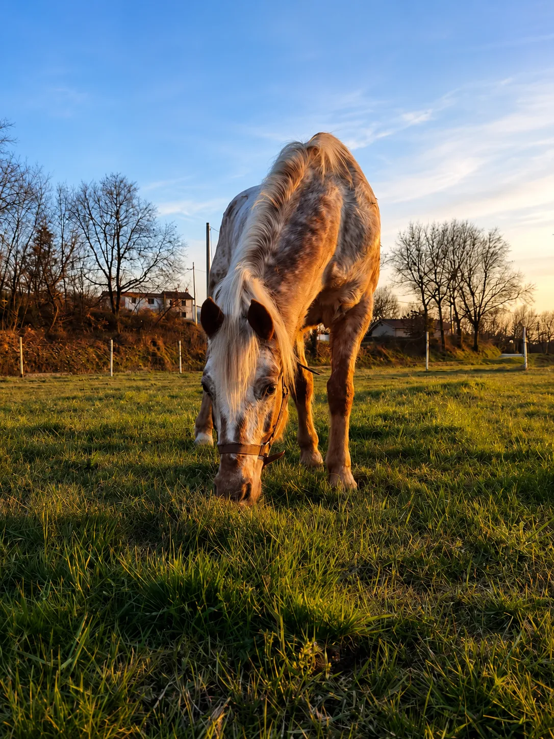 Passeggiata a cavallo con aperitivo nei pressi di Pisa