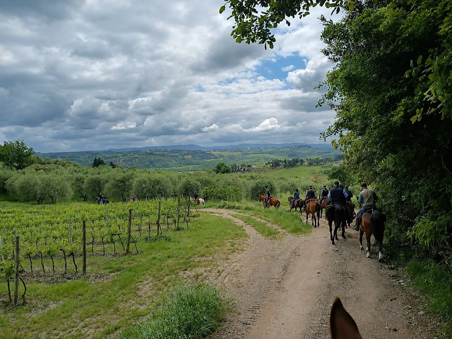 Passeggiata a cavallo con aperitivo nei pressi di Pisa