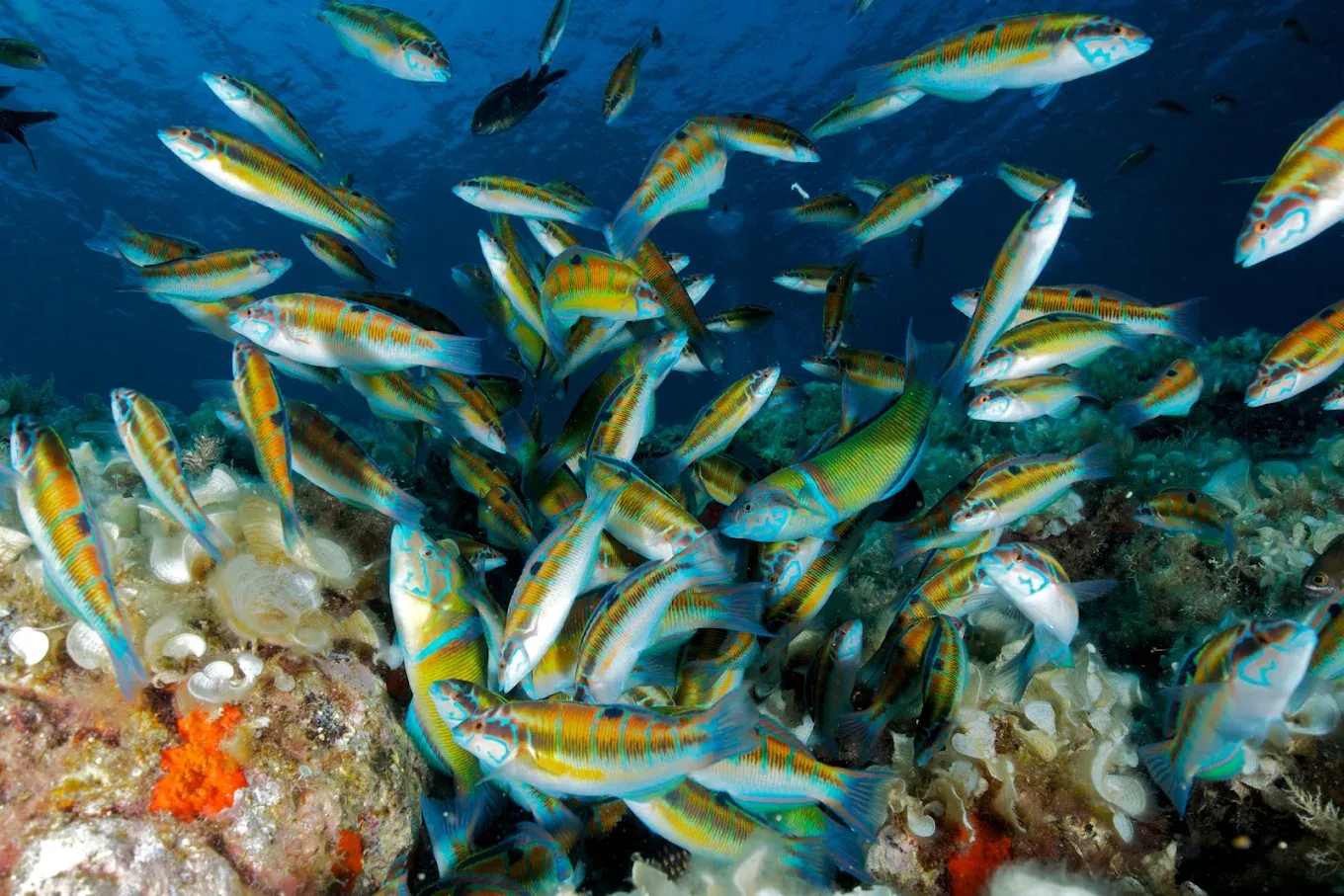 Escursione in barca con snorkeling guidato e rinfresco a bordo da Carloforte