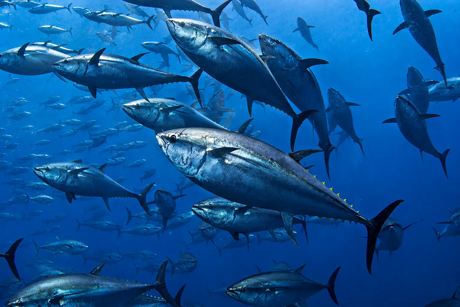 Dive for beginners from Carloforte with certified guide