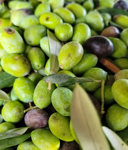 Degustazione di olio EVO BIO con visita agli ulivi in agriturismo a Vieste