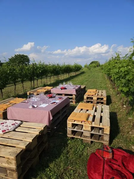 Picnic in vigna con visita in cantina nelle colline moreniche del Lago di Garda