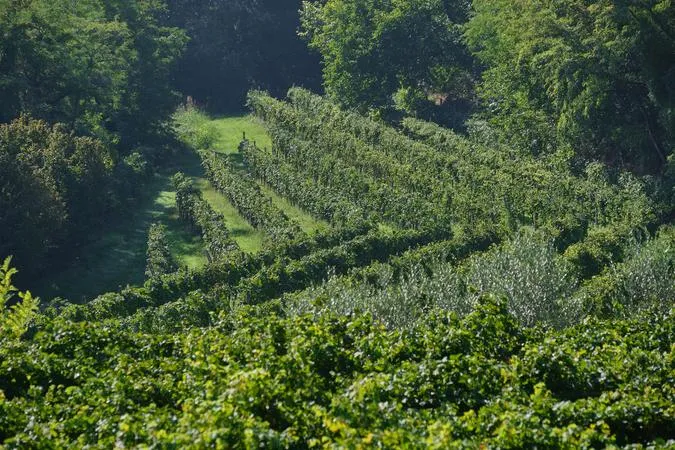 Picnic in the vineyard with a winery tour in the morainic hills of Lake Garda