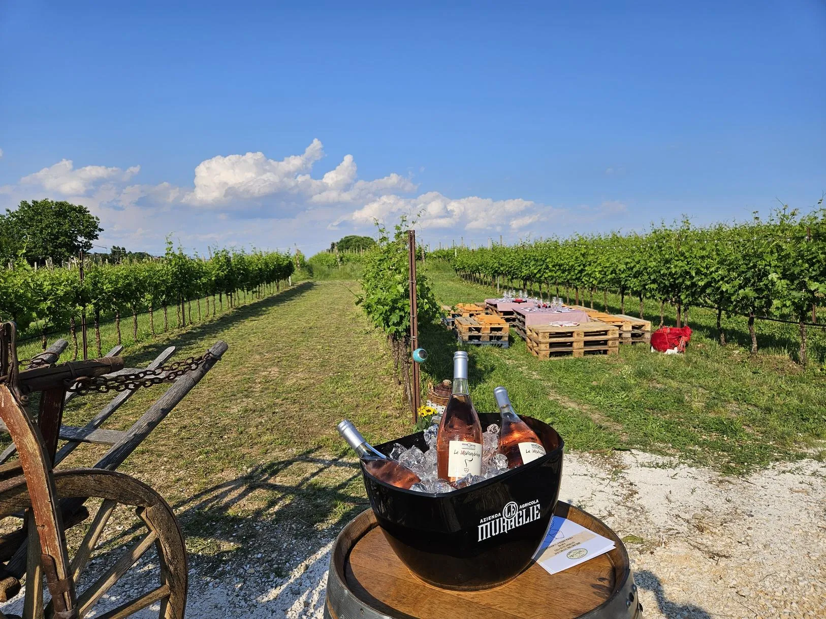 Picnic in vigna con visita in cantina nelle colline moreniche del Lago di Garda