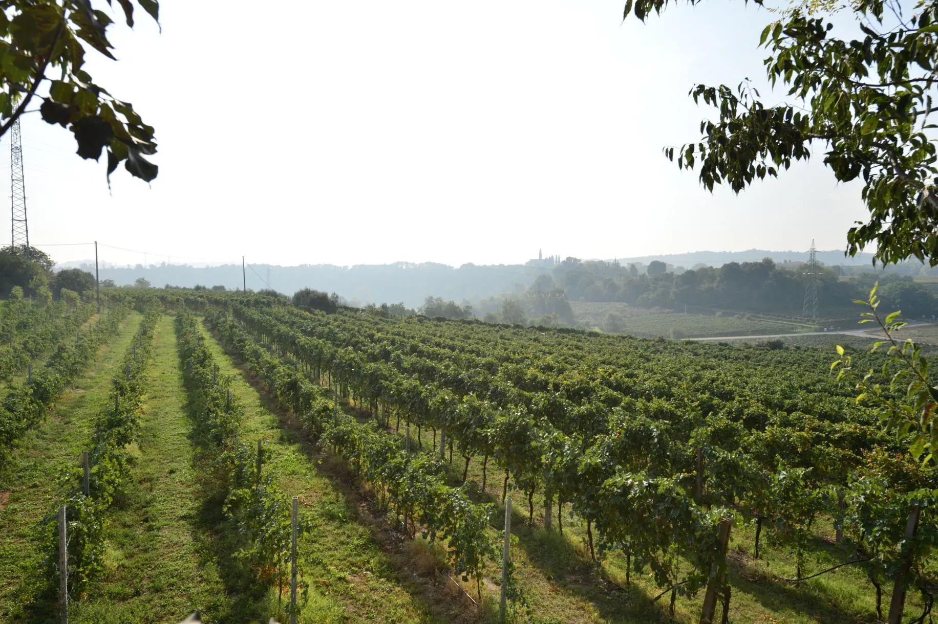 Picnic in vigna con visita in cantina nelle colline moreniche del Lago di Garda