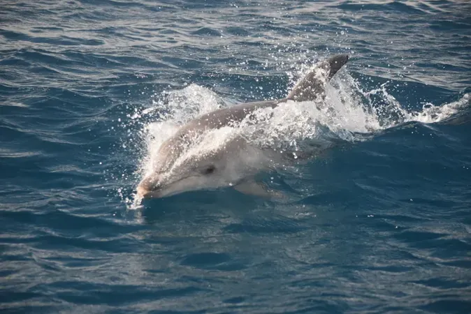 Inflatable Boat Tour from Golfo Aranci to Capo Figari and Figarolo with Dolphin Sightings