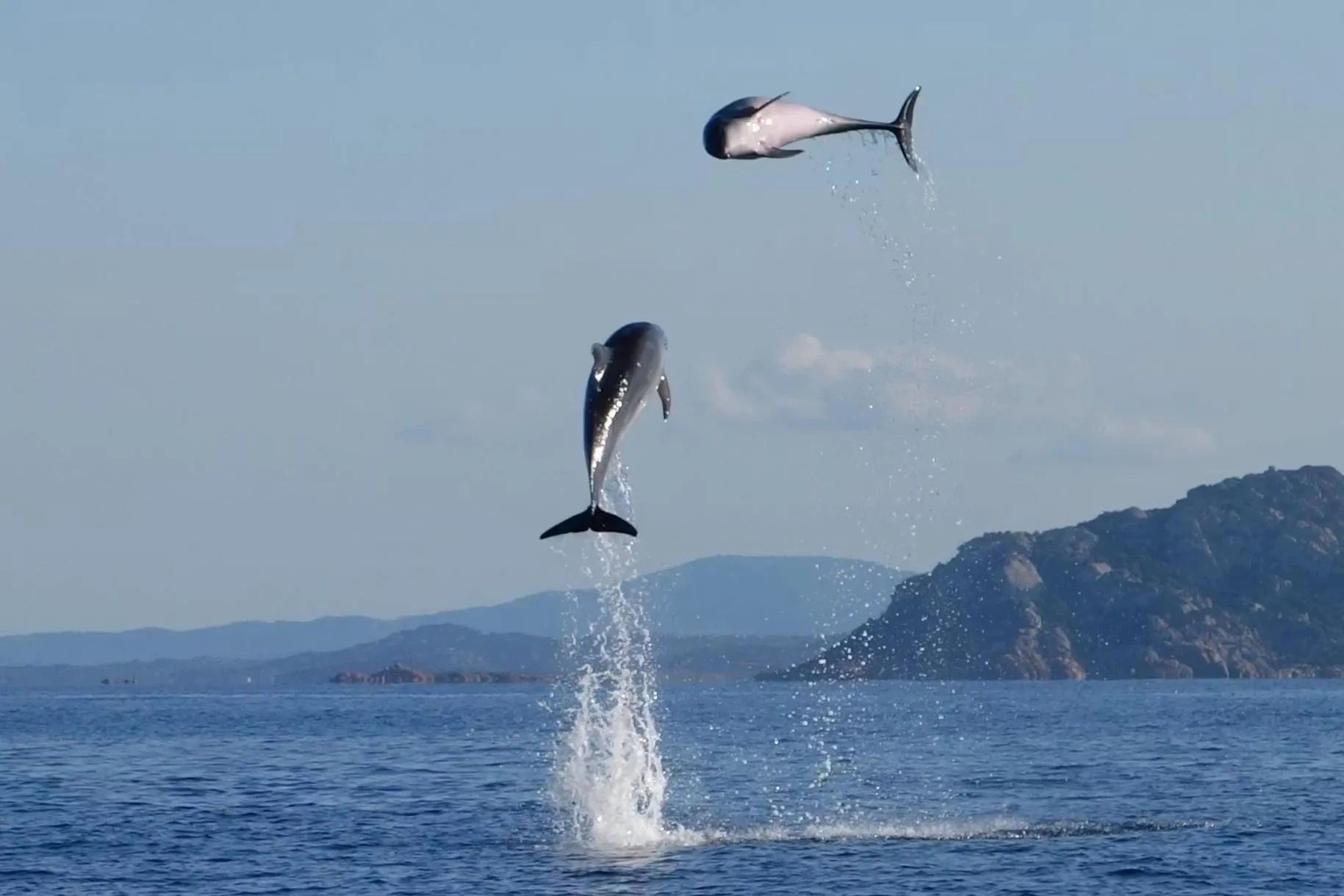 Tour in gommone da Golfo Aranci a Capo Figari e Figarolo con avvistamento delfini
