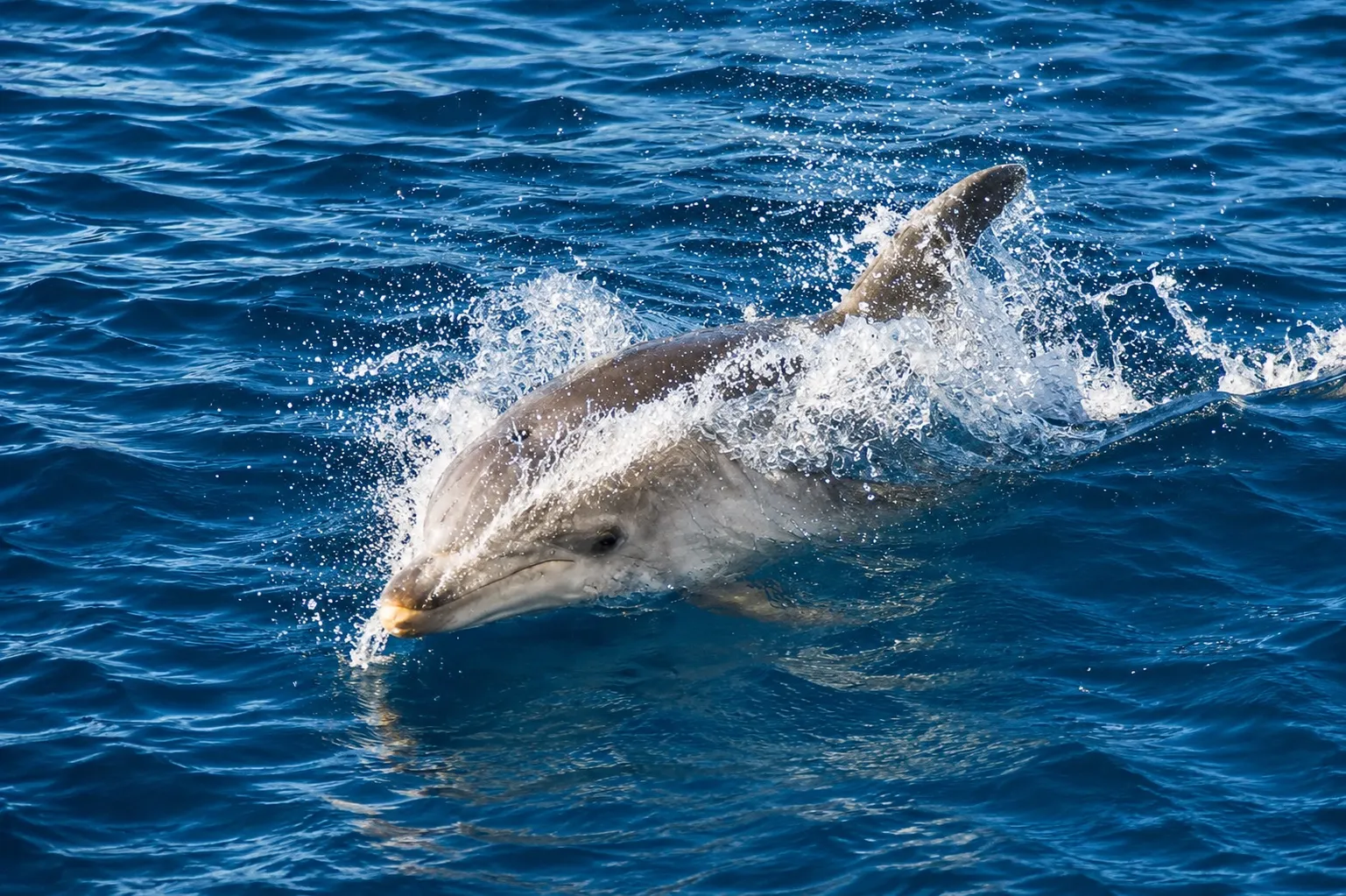 Tour in gommone da Golfo Aranci a Capo Figari e Figarolo con avvistamento delfini