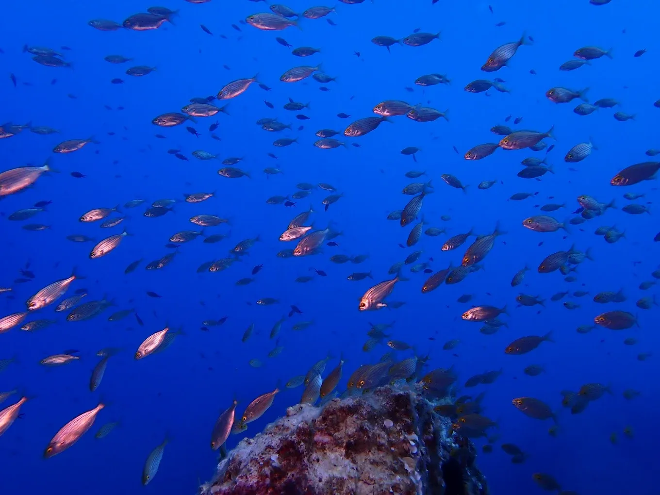 Rubber Boat Excursion with Snorkeling off the Coast of Golfo Aranci