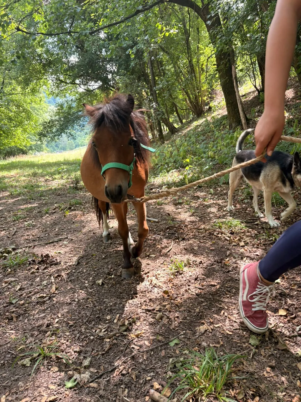 Passeggiata con pony nella natura a Cison di Valmarino