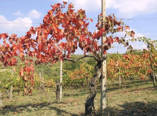 Aperitivo in vigna nell'Oltrepò Pavese