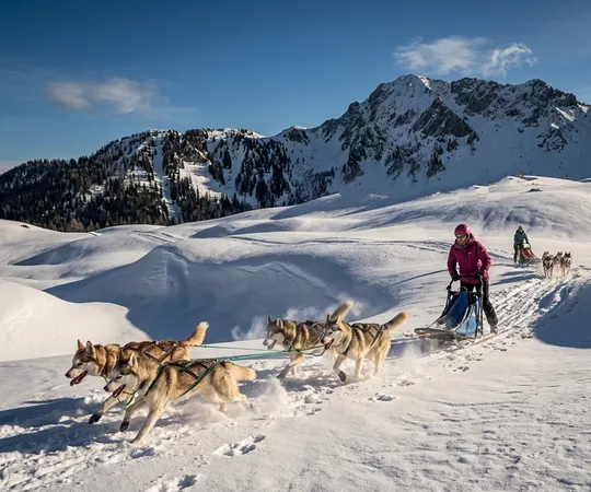Escursione in slitta con Husky a Casera Razzo nelle Dolomiti