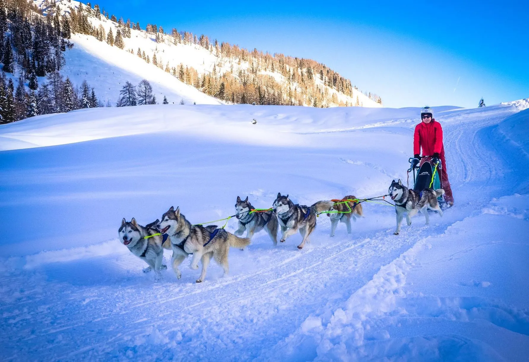 Escursione in slitta con Husky a Casera Razzo nelle Dolomiti