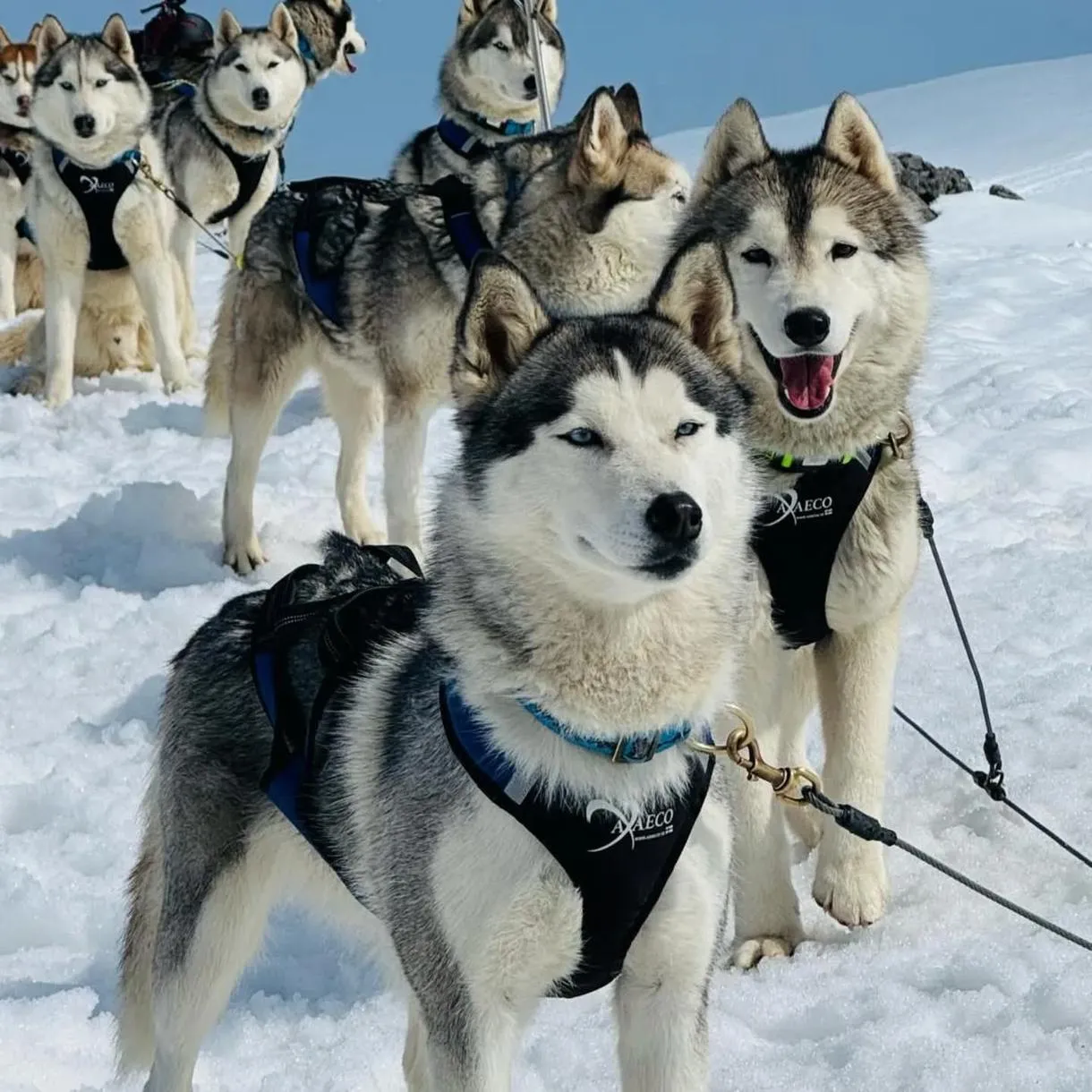 Escursione in slitta con Husky a Casera Razzo nelle Dolomiti