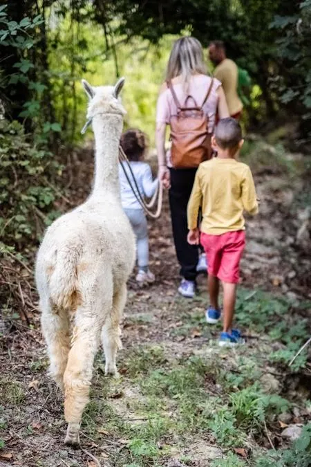 Passeggiata con alpaca nelle Langhe