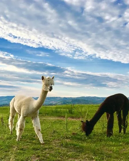 Passeggiata con alpaca nelle Langhe