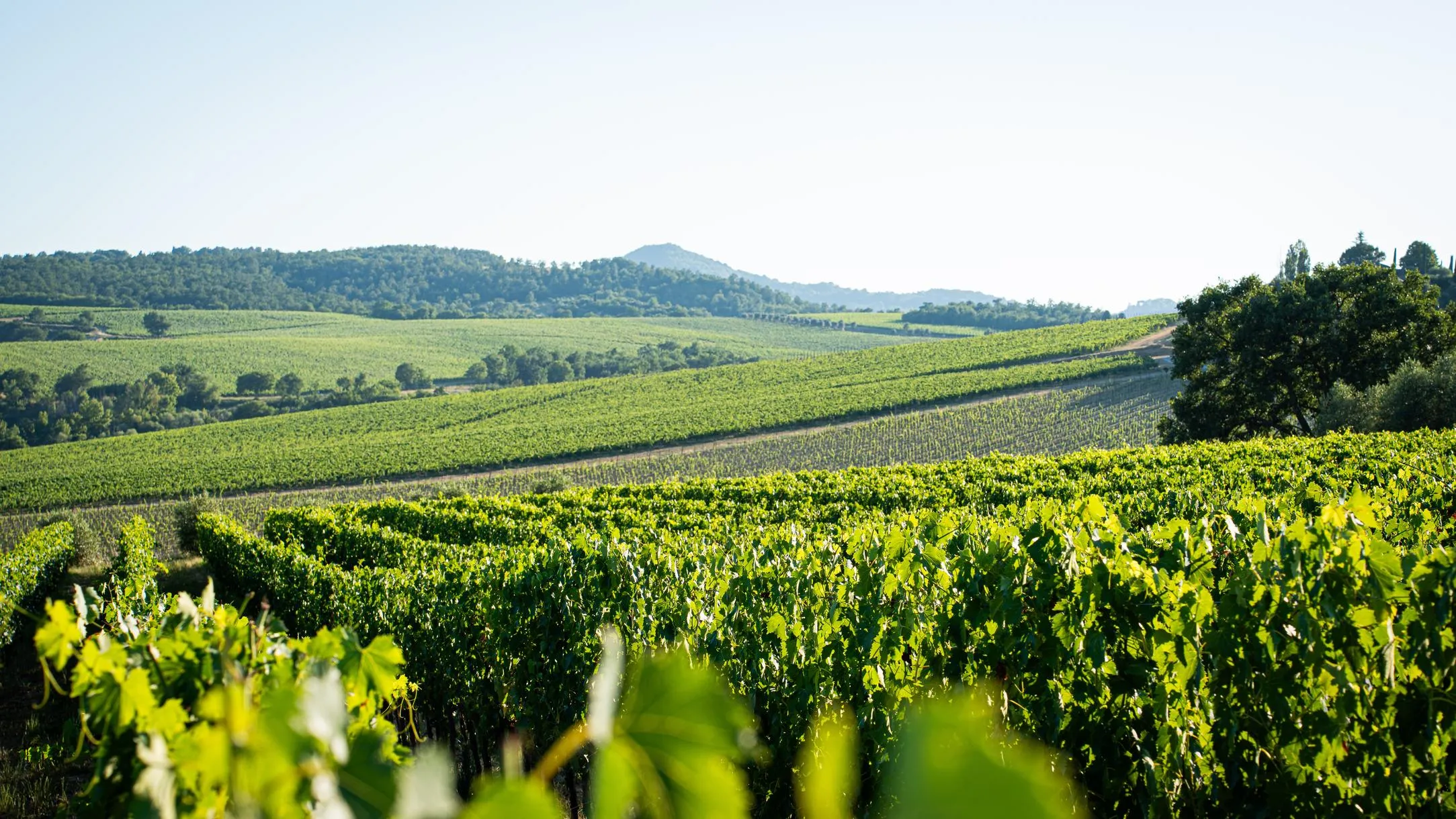 Degustazione di vini con visita ai vigneti e alla cantina a Montepulciano