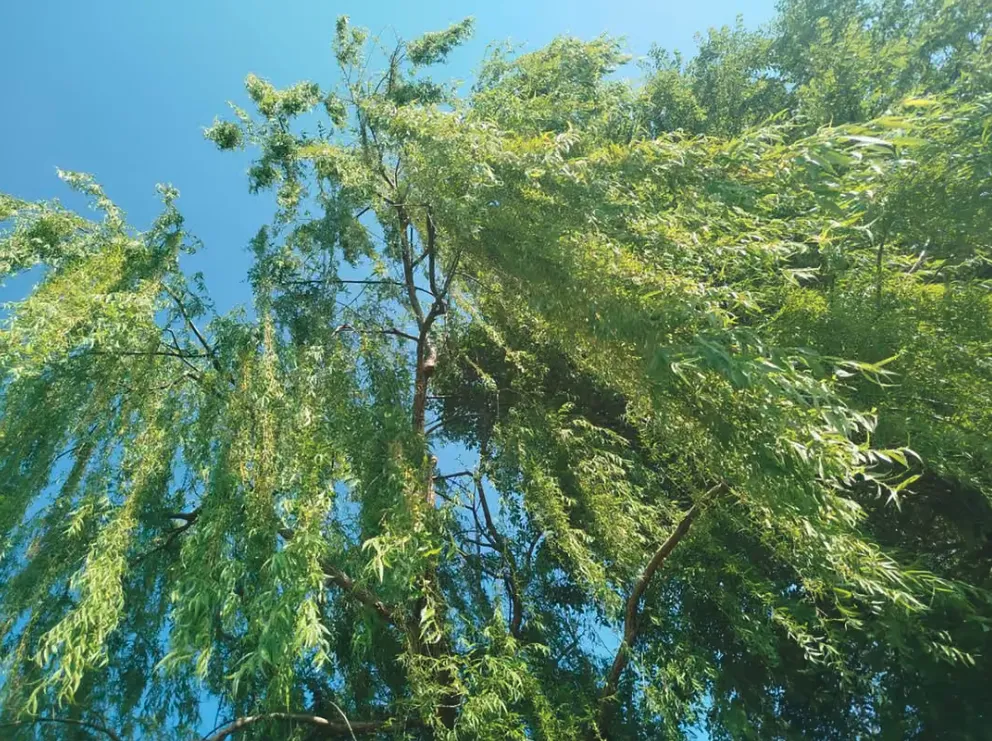 Picnic nella natura con laghetto e animali a Castiglione delle Stiviere