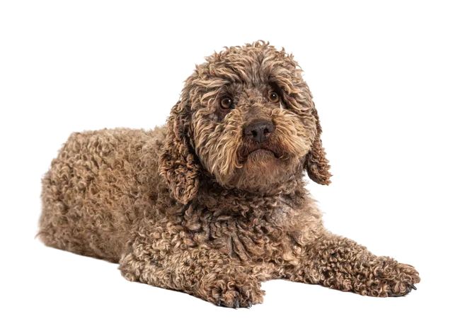 Laboratorio di ricerca del tartufo con cani Lagotto a Sarezzano e degustazione