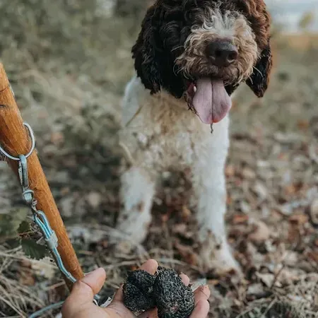 Laboratorio di ricerca del tartufo con cani Lagotto a Sarezzano e degustazione