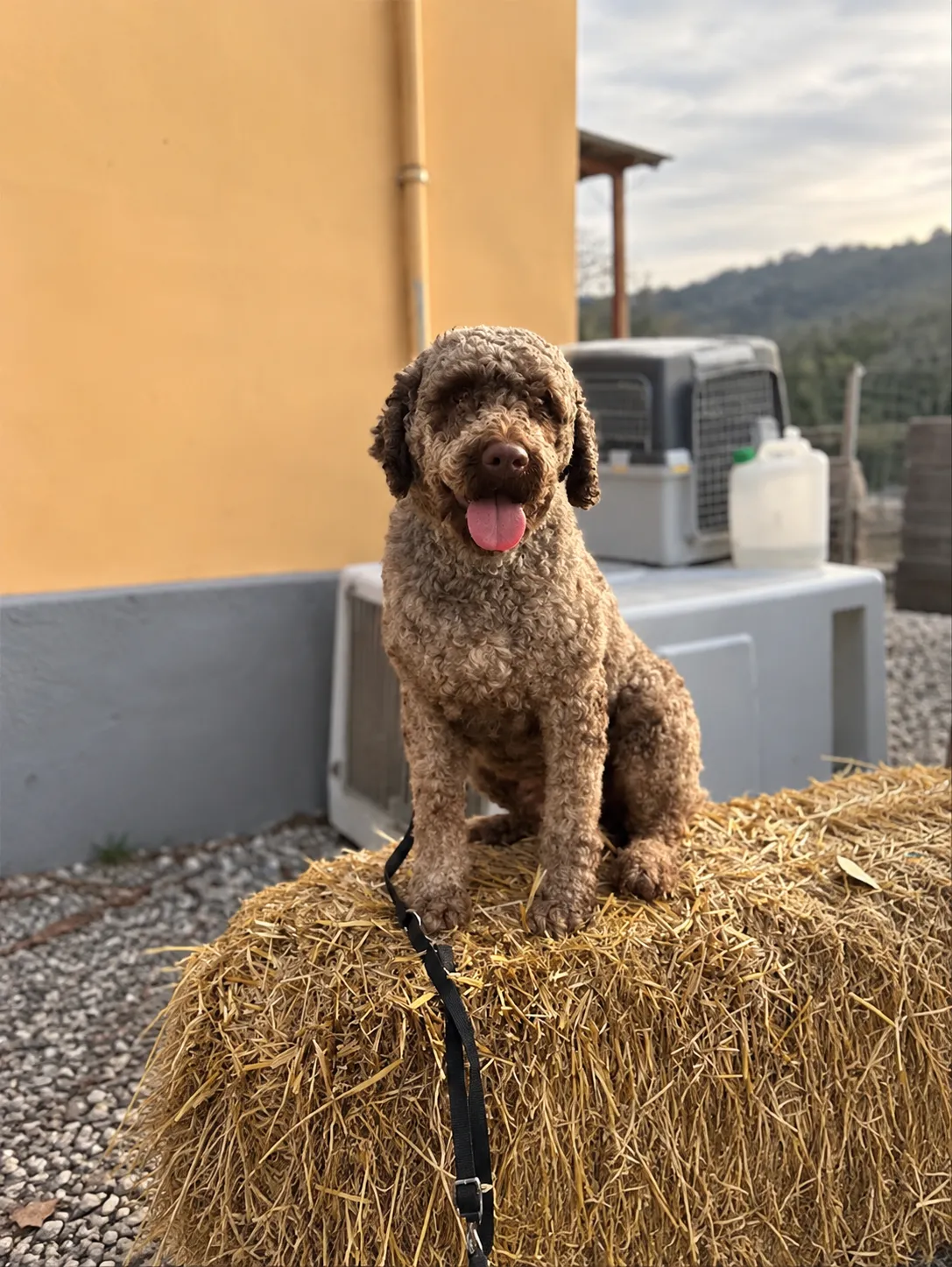 Laboratorio di ricerca del tartufo con cani Lagotto a Sarezzano e degustazione