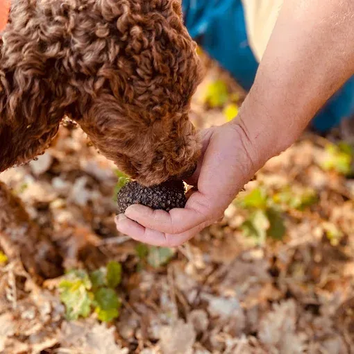 Laboratorio di ricerca del tartufo con cani Lagotto a Sarezzano e degustazione