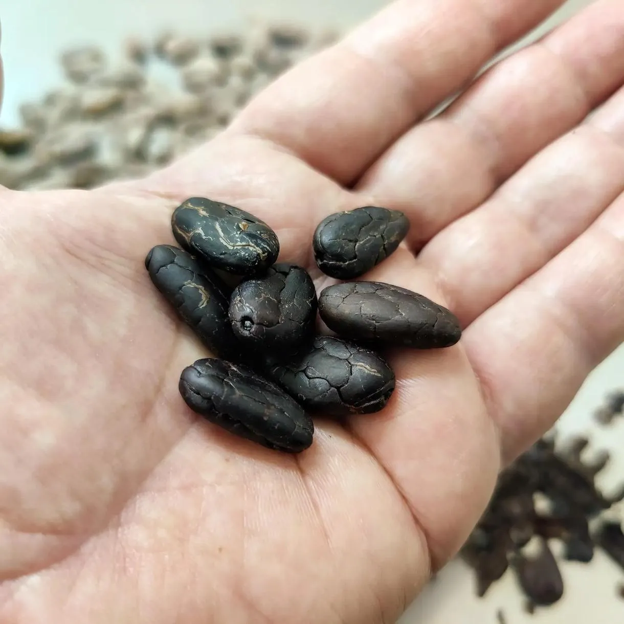 Laboratorio di cioccolato artigianale a Modica con degustazione e creazione della barretta