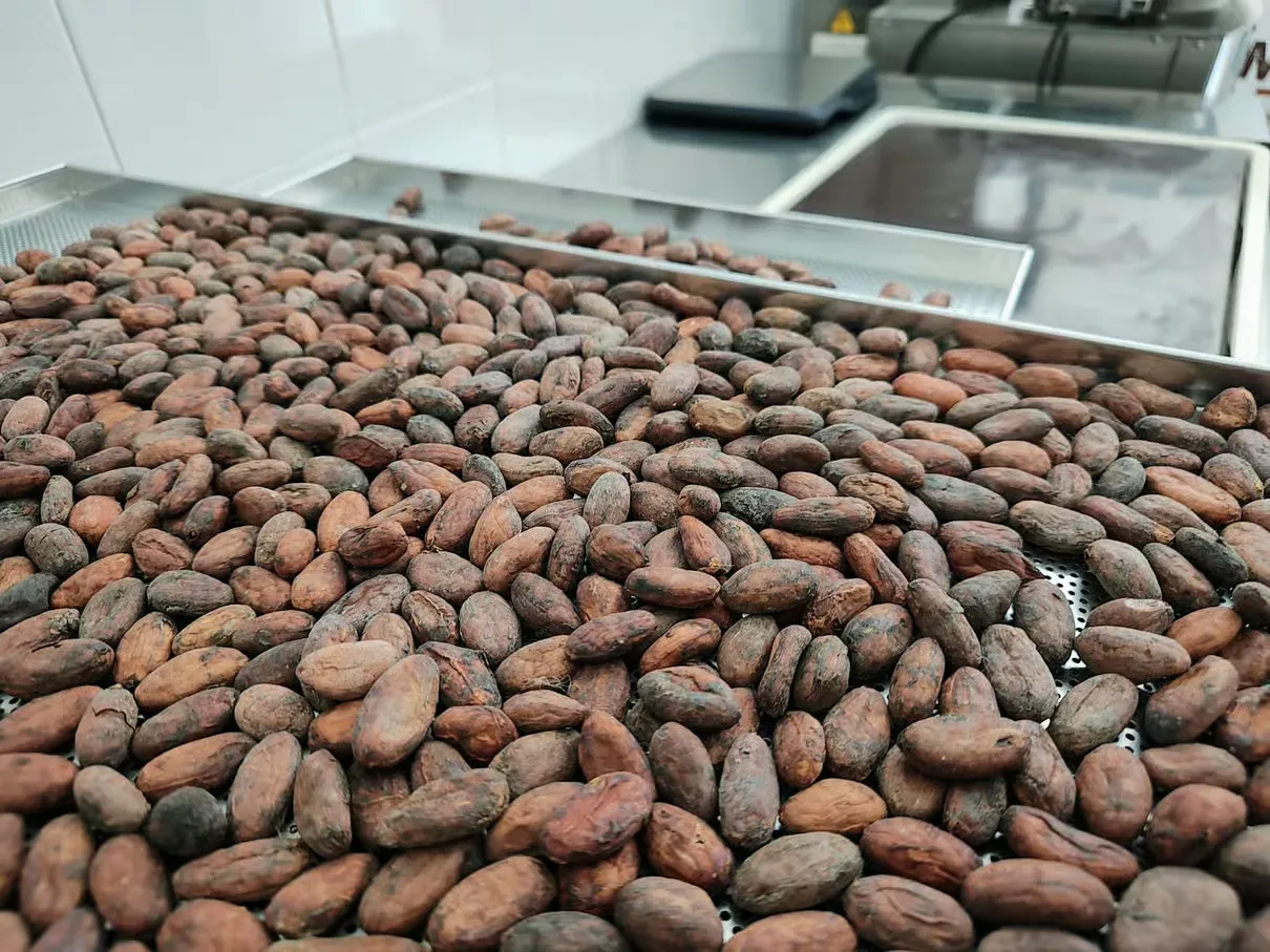 Laboratorio di cioccolato artigianale a Modica con degustazione e creazione della barretta