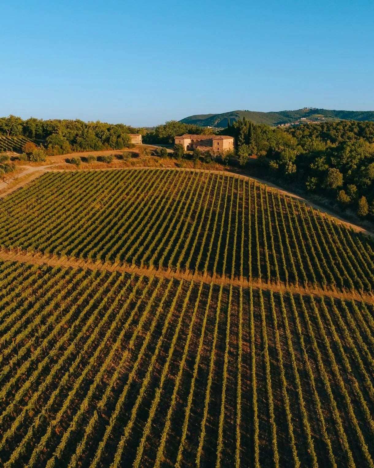 Exclusive wine tasting and winery tour in the Crete Senesi area